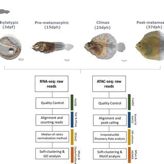 Image result for Scientific Method Fish Graph