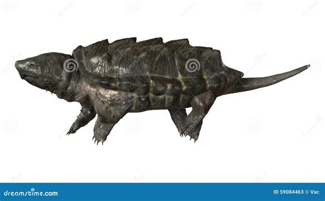 Image result for Alligator Snapping Turtle Cartoon