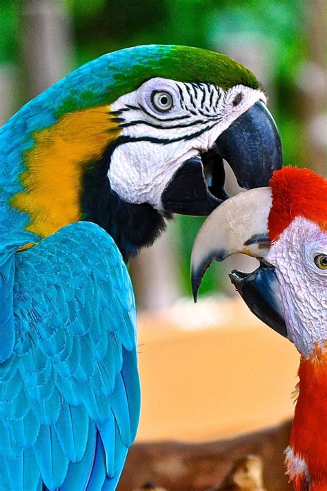 Scarlet Macaw Parrot