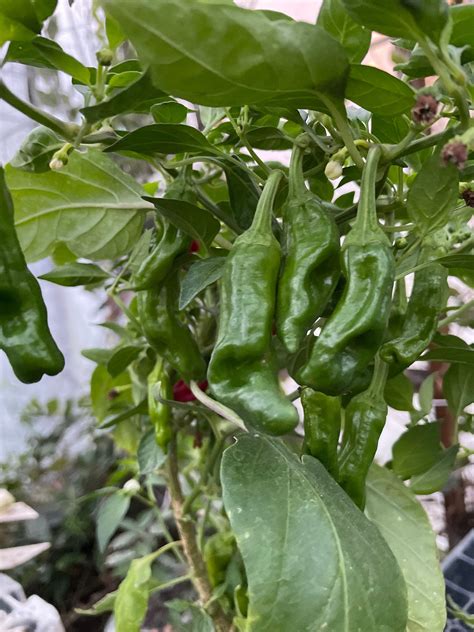 Pepperoncini - Pepper Seeds - Heirloom Mild Chili Pepper - 10+ Seeds ...