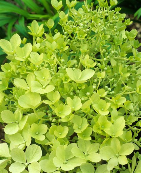 Hydrangea paniculata Limelight | Hayloft