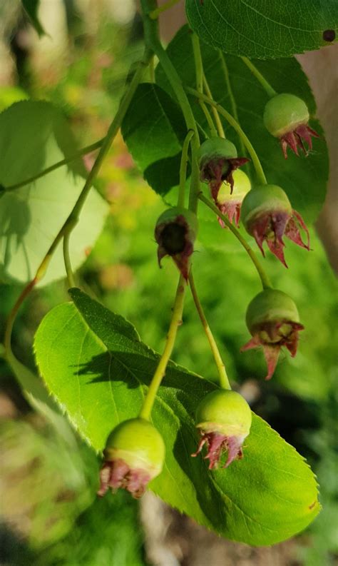 Image result for Serviceberries Tree