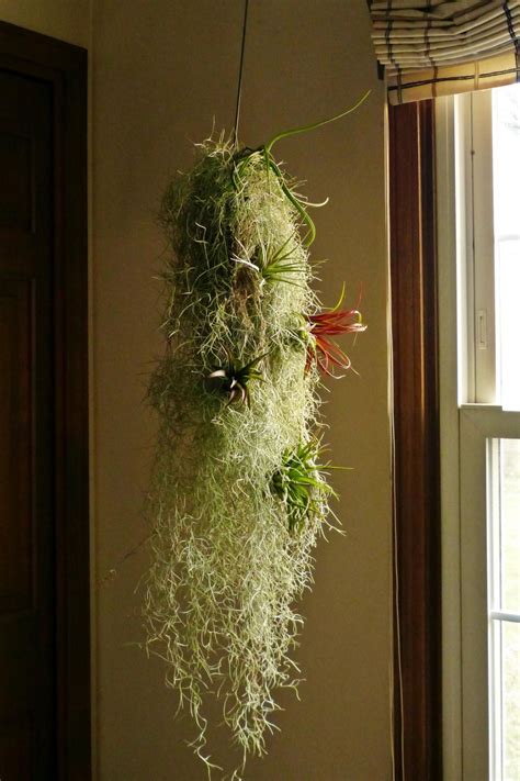 Pin by fauziah samad on Air Plant Ideas | Tillandsia air plant, Hanging ...