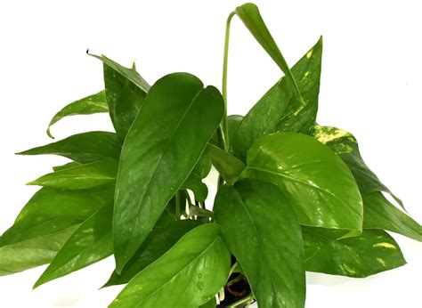Epipremnum pinnatum – Santhi Online Plants