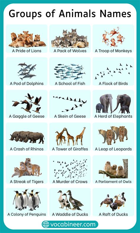 Animals Group Names in English with Pictures