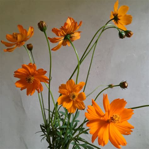 Cosmos 'Bright Lights' Seeds – 3 Porch Farm