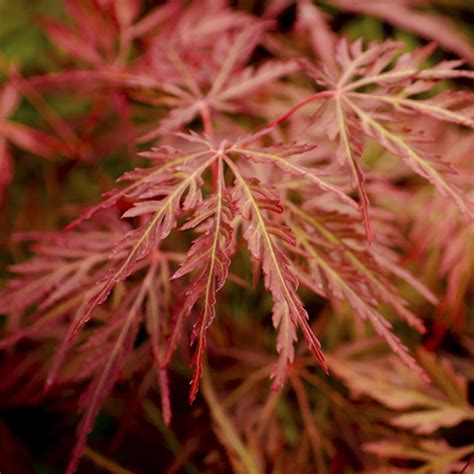Orangeola Japanese Maple - 2 gallon container- 2-3ft - Lots of Plants