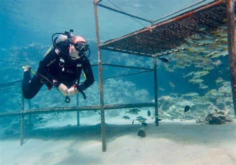 Diving Failure 的图像结果