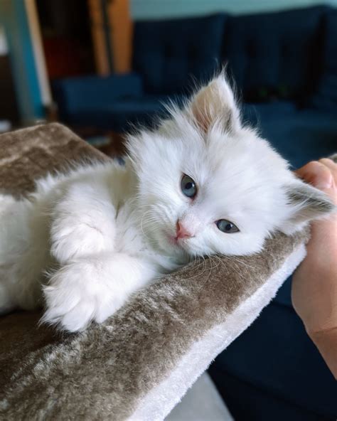 Soft kitty, warm kitty, little ball of fur : r/Kitten