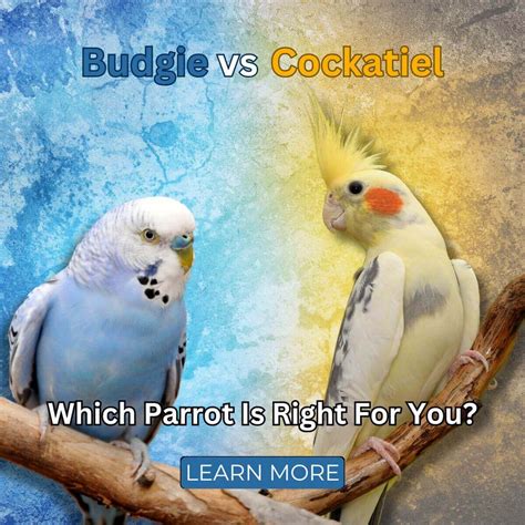 How to Tell if a Budgie is Male or Female - Parakeet Gender