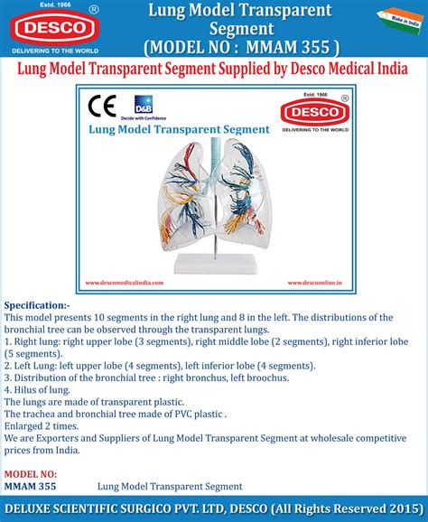 Lung Model Transparent Segment | DESCO