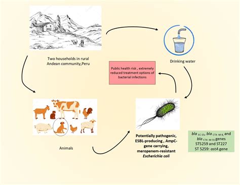 Esbl E Coli Bacteria