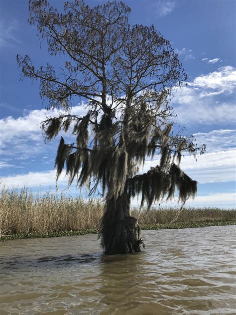 Five Rivers Delta, Spanish Fort, Alabama : r/pics