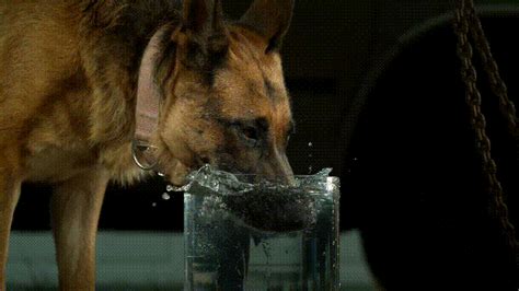 狗狗喝水中的大学问 - 中国宠物文化节