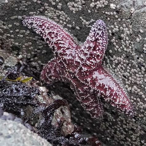 Pisaster ochraceus – 10,000 Things of the Pacific Northwest