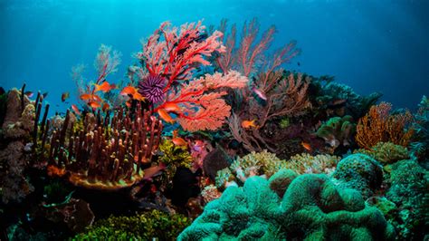 Coral Reefs Around the World - TOMORROW’S WORLD TODAY®
