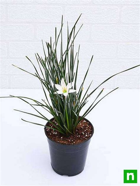 Buy Zephyranthes Candida (White) - Plant online from Nurserylive at ...