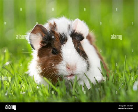 Abyssinian guinea pig hi-res stock photography and images - Alamy
