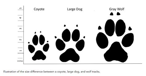 Coyote Tracks and Prints and How To Recognize Them - Floofmania