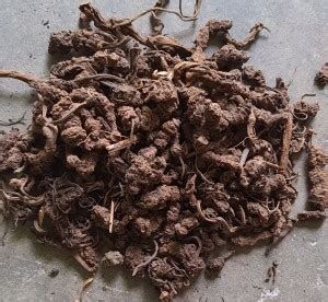 sharpvaishno TAGAR GANTH 100%PURE FOR HAWAN AND PUJA 100GM Price in ...