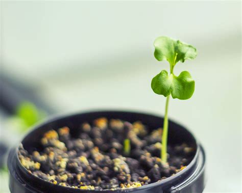 How to grow pomegranates from seed: expert growing tips | Gardeningetc