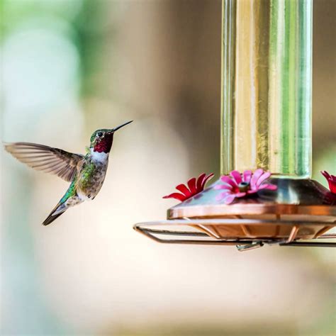 Nectar Hummingbird