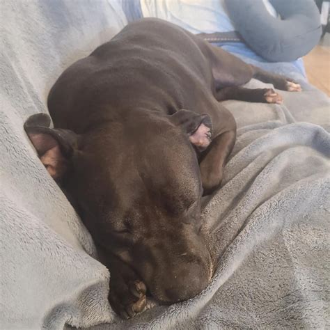 candid or plandid? : r/velvethippos