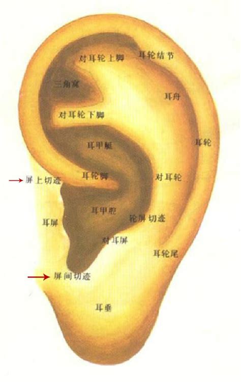 各种耳朵耳相 图解