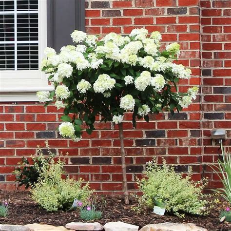 How to Prune a Hydrangea Tree - Laidback Gardener