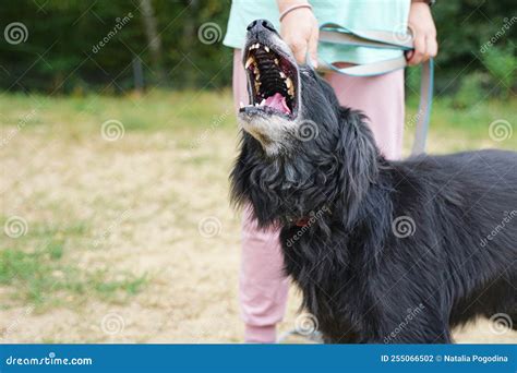 Large Dog Barking And Growling at Derrick Evans blog