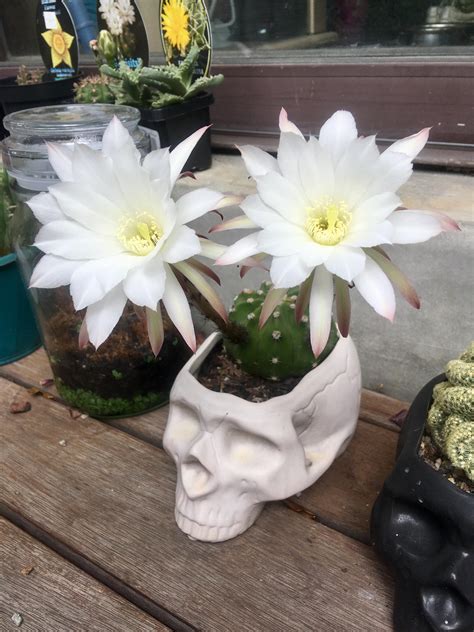 Finally caught my Easter Lily Cactus in full beauty! : r/cactus