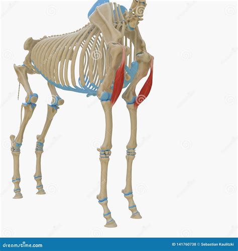 Biceps Brachii Stock Image | CartoonDealer.com #45576205