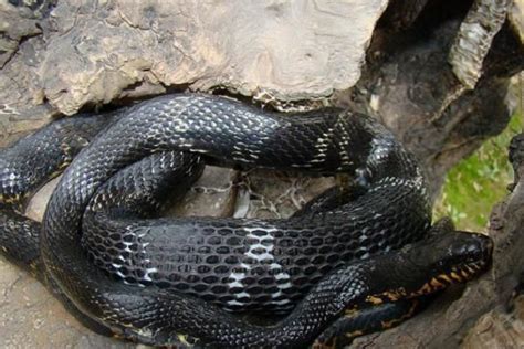 梦见一条黑色的蛇什么意思 梦见一条黑色的蛇好不好 - 万年历
