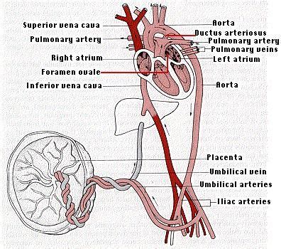 Bildergebnis für umbilical cord blood flow problems