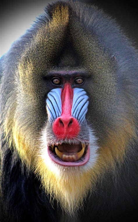 African Mandrill Baboon Africa Mandrill Royalty Free Stock Image