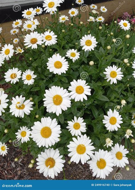 Dollop of daisies beauty stock photo. Image of beauty - 249916740