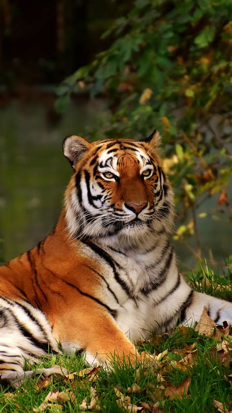 Animals Hd Wallpapers For Mobile 82 Animal Wallpaper Iphone & Android
