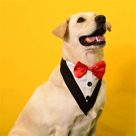 Buy Skatrs Black/White Tuxedo Bandana for Dogs Online | Supertails