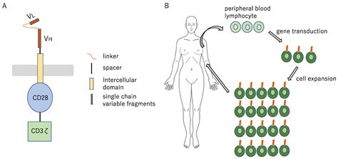Immunosurveillance and Immunoediting of Lung Cancer: Current ...