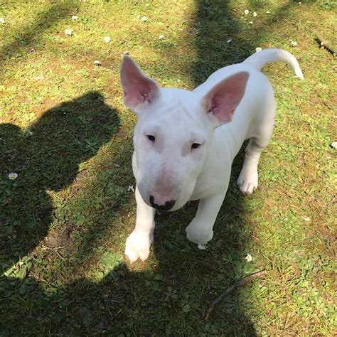 Pin by manami on English Bull Terriers | Animals, Terrier, Bull
