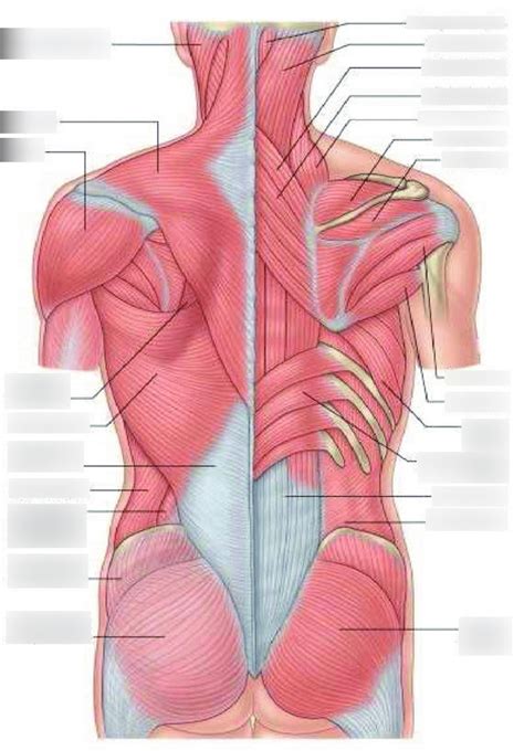 Back 的图像结果