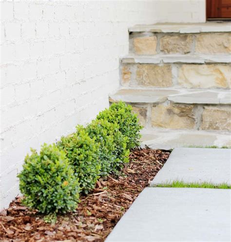 Choosing the Right Boxwood Shrub for Your Landscaping - Plank and Pillow