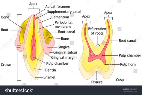Tooth 的图像结果