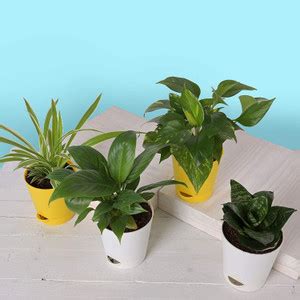 Vibrant Green Spider Plant Price in India - Buy Vibrant Green Spider ...