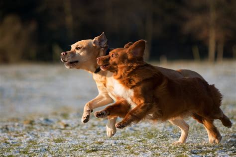 Image result for How Fast Can Dogs Run