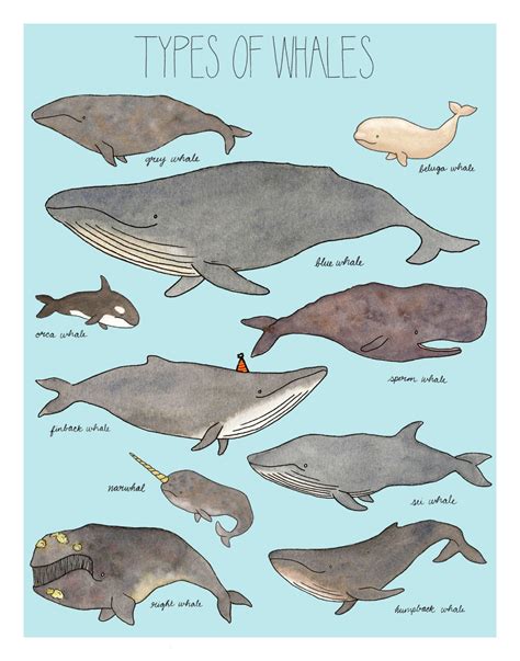 Types of Whales print16x20 with baby blue background