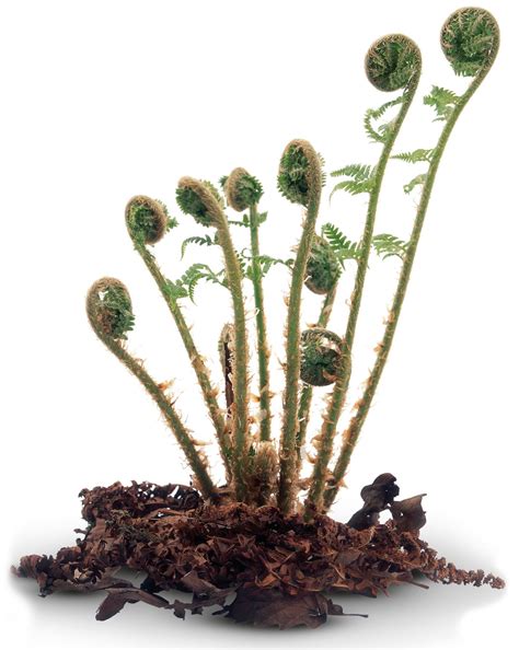 Low Maintenance Non Flowering Plants at Walter Graves blog