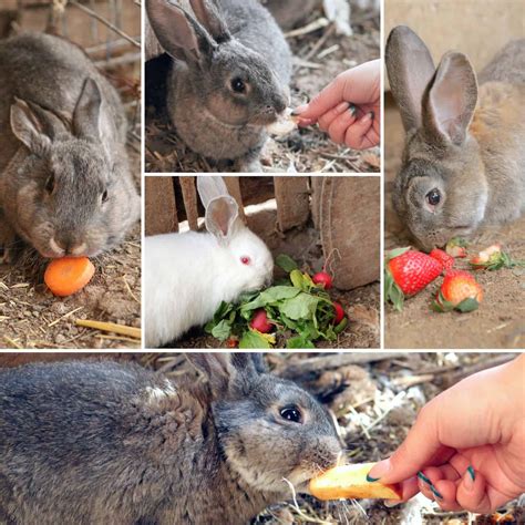 Can Rabbits Eat Asparagus? Is it Safe?