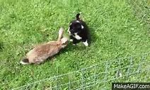 Image result for Cute Baby Rabbits GIF