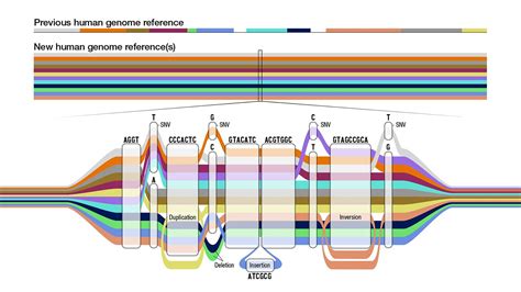 Human Genome Project 的图像结果